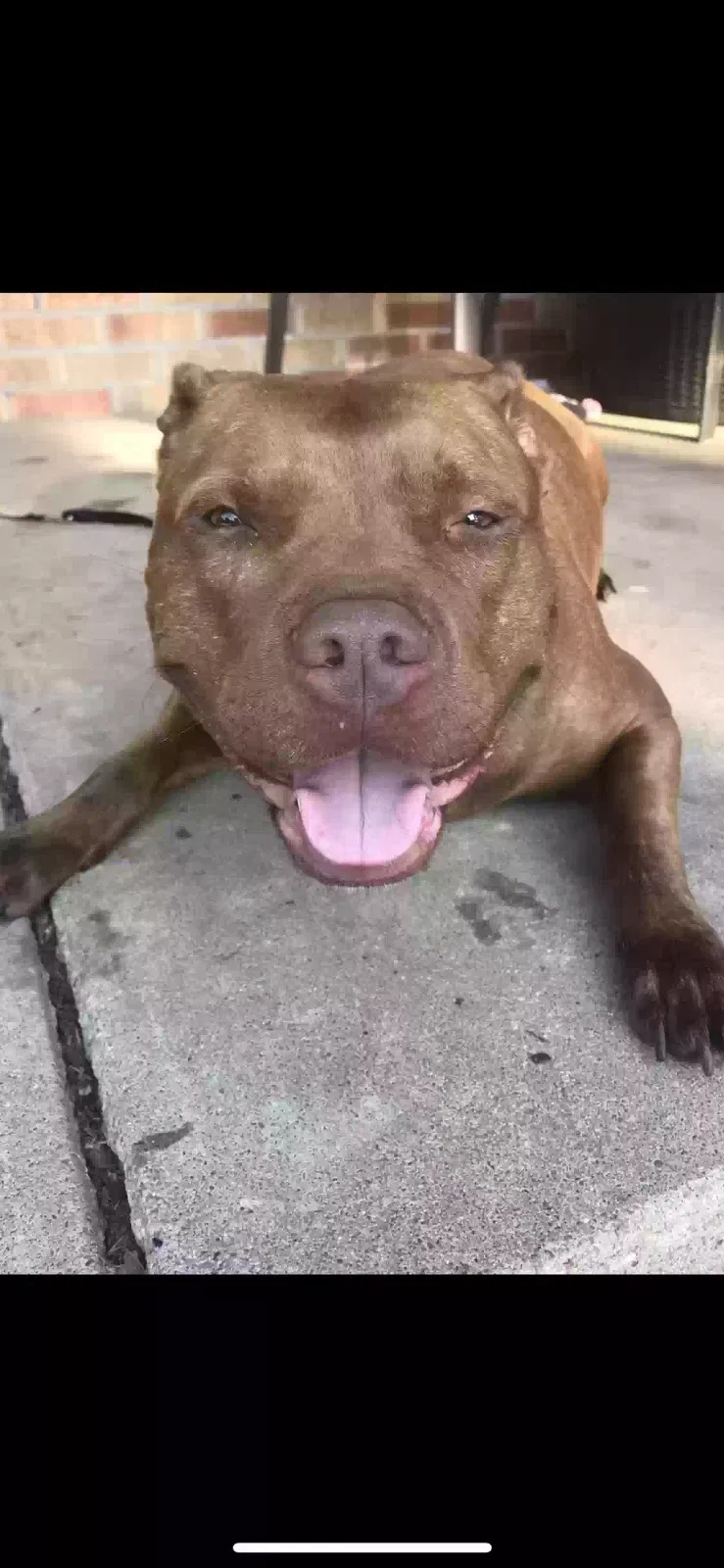 Lost dog in Wichita, KS, 67220