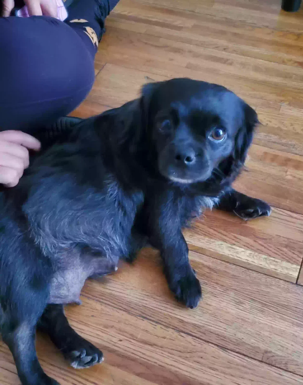 Found dog in Rialto, CA, 92376
