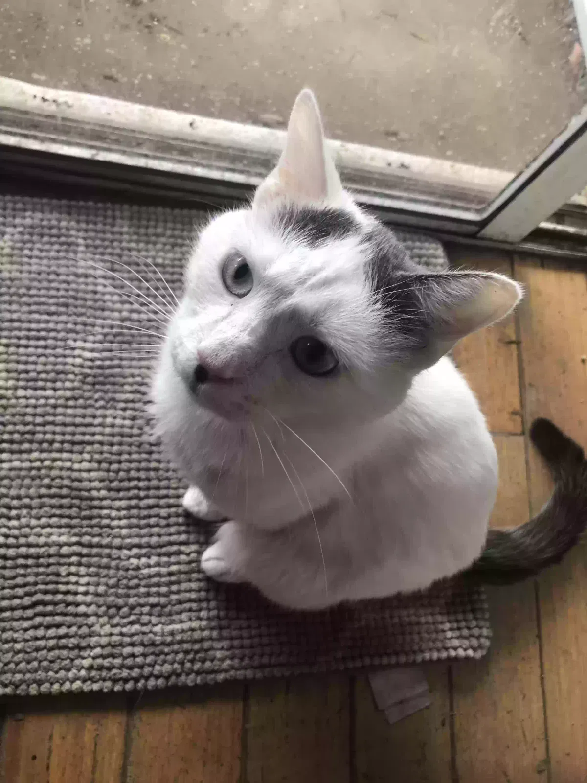 Lost cat in Lake Elsinore, CA, 92530