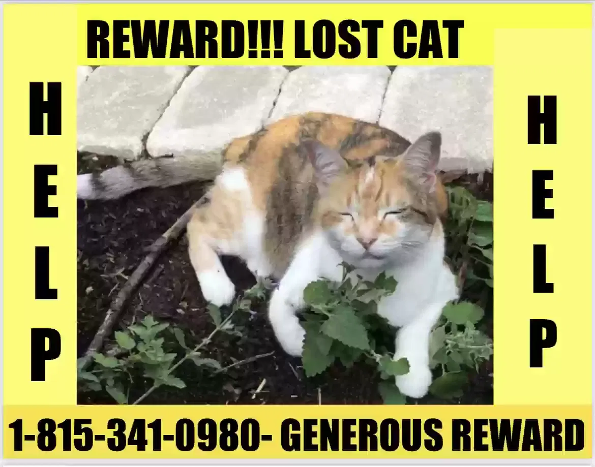 Lost cat in Cass Lake, MN, 56633