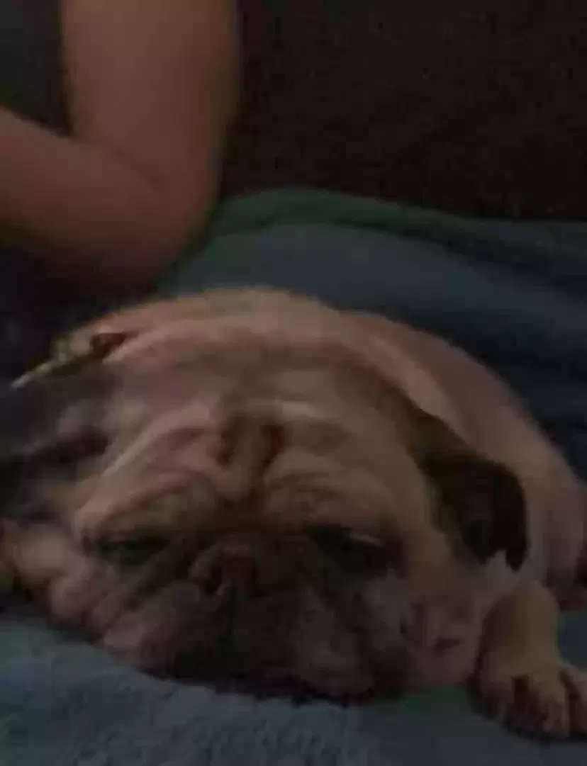 Lost dog in Visalia, CA, 93277