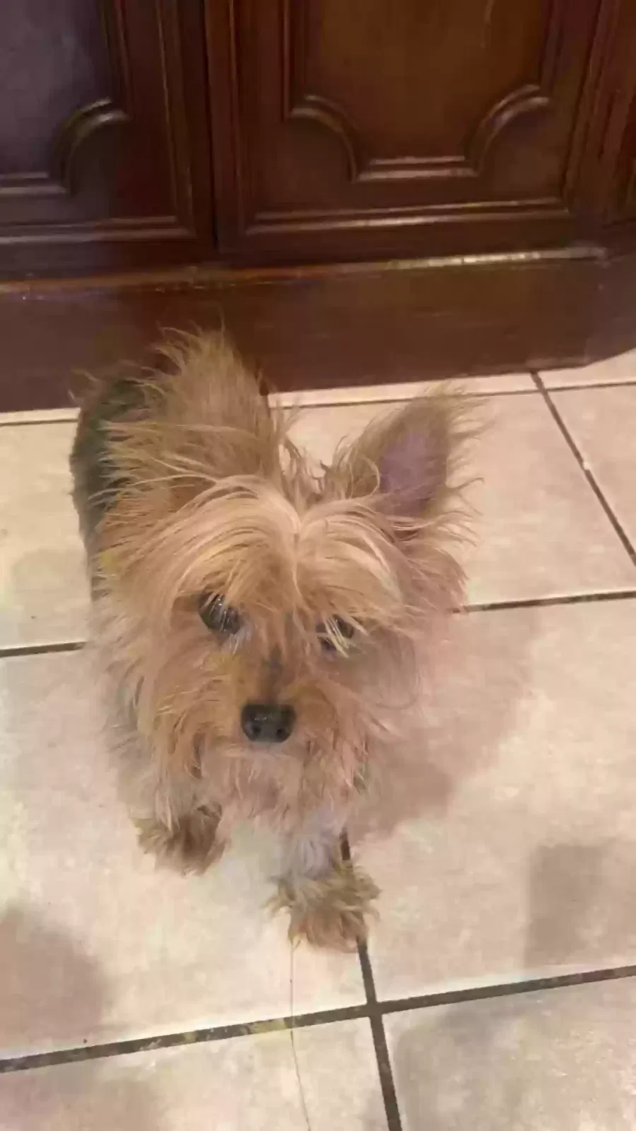 Lost dog in Garland, TX, 75042