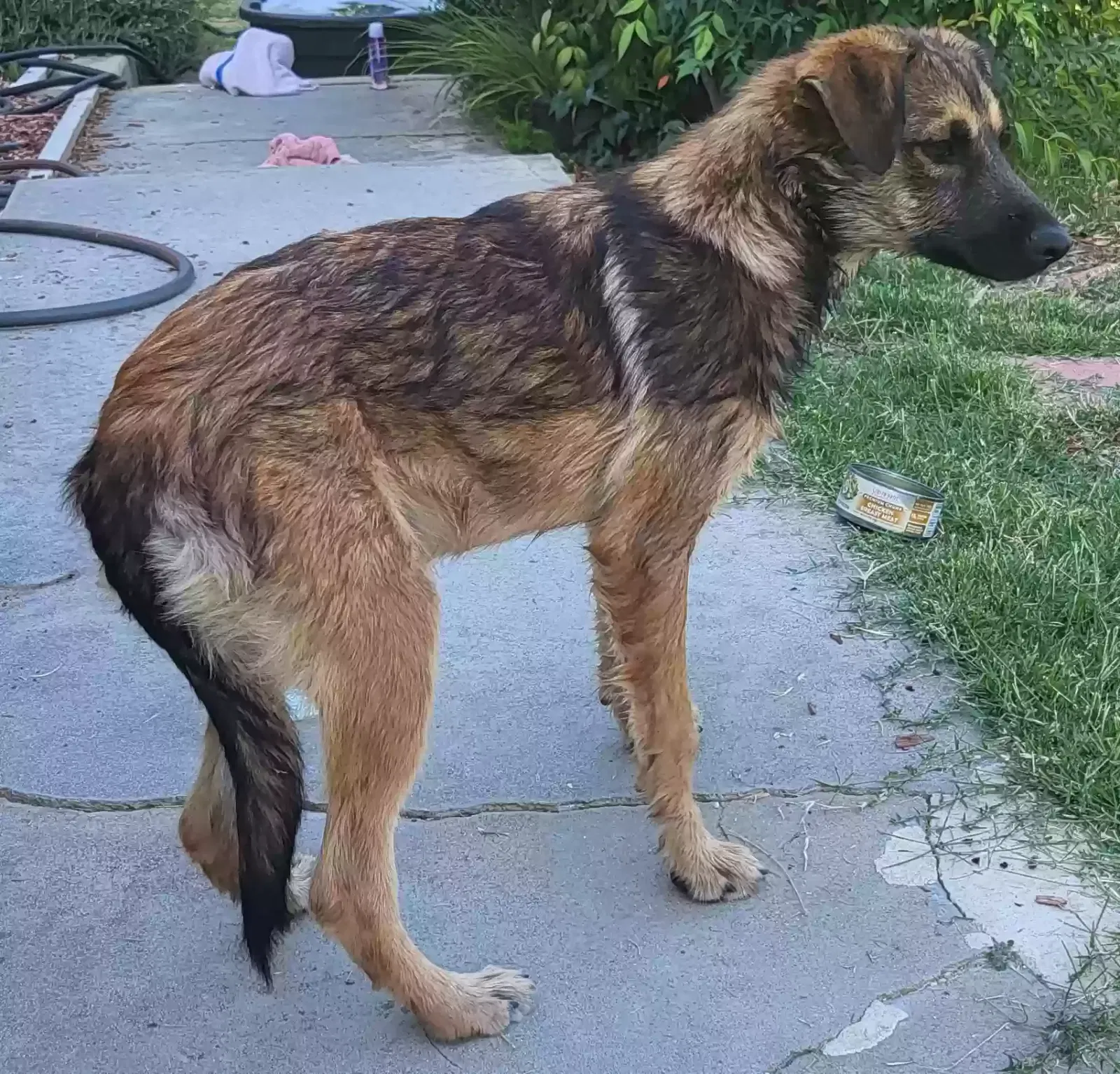 Found dog in San Bernardino, CA, 92404