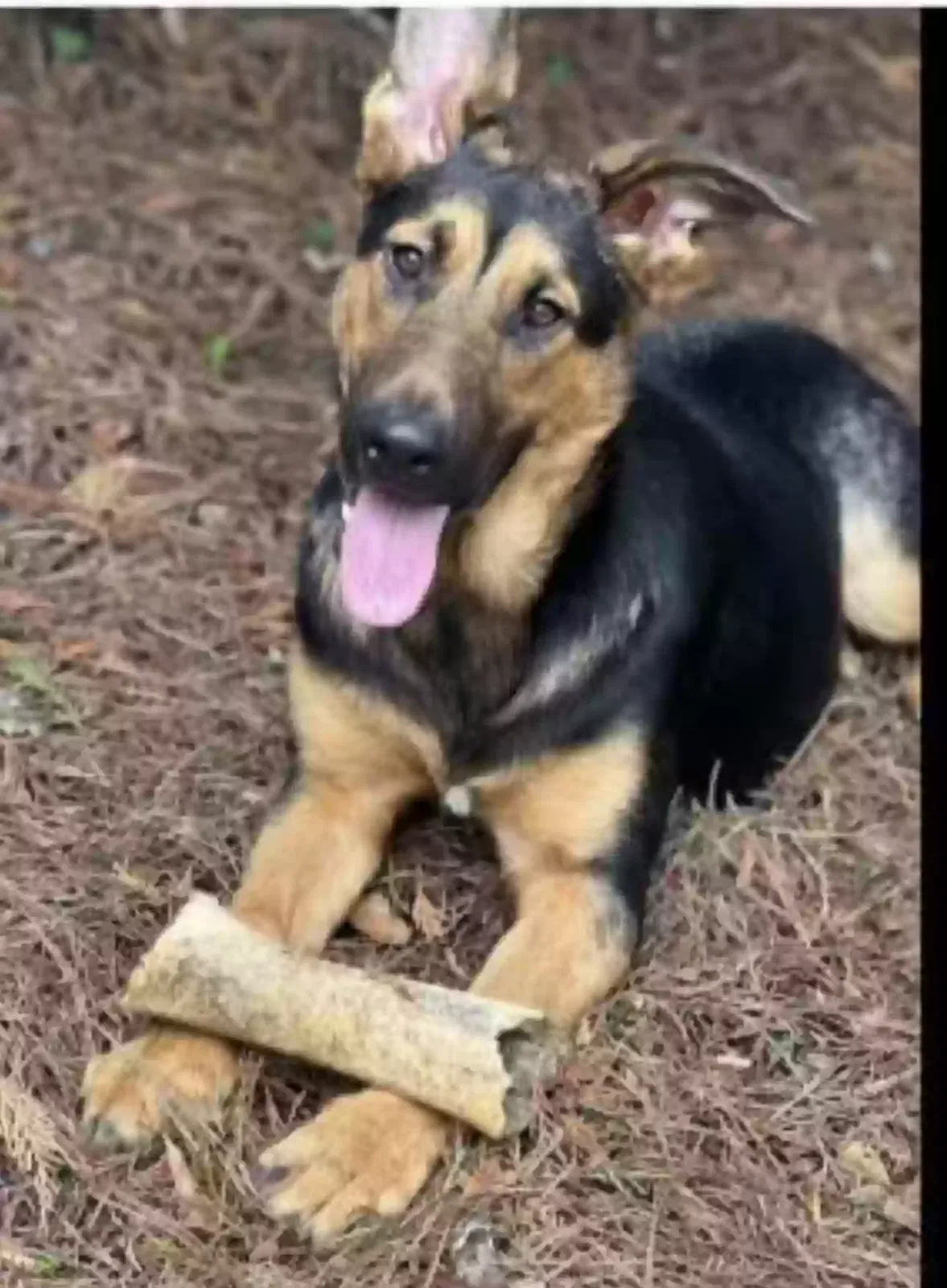 Lost dog in Flowery Branch, GA, 30542