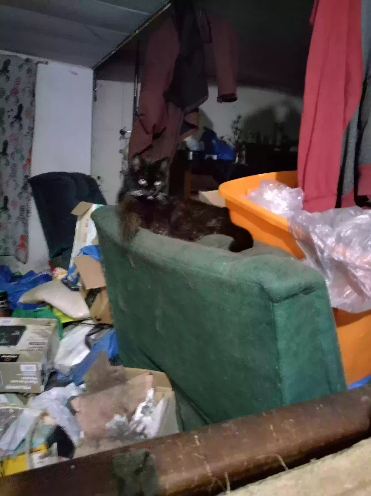 Lost cat in Bonney Lake, WA, 98391