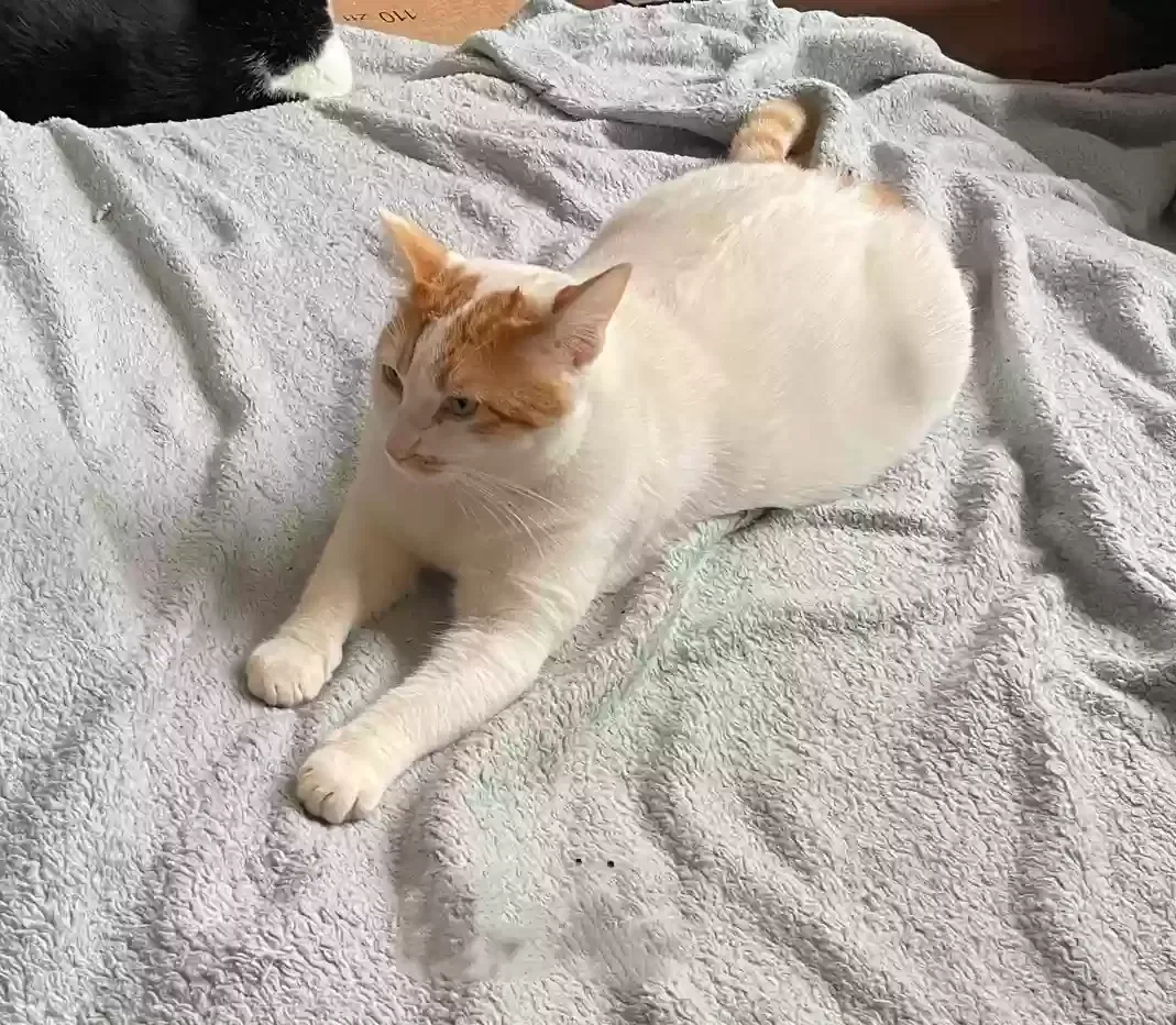 Lost cat in Bakersfield, CA, 93312