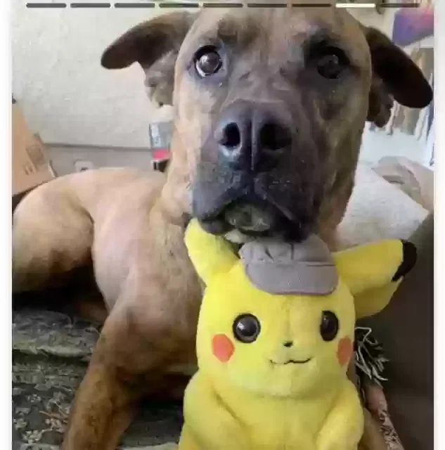Lost dog in Los Angeles, CA, 90026