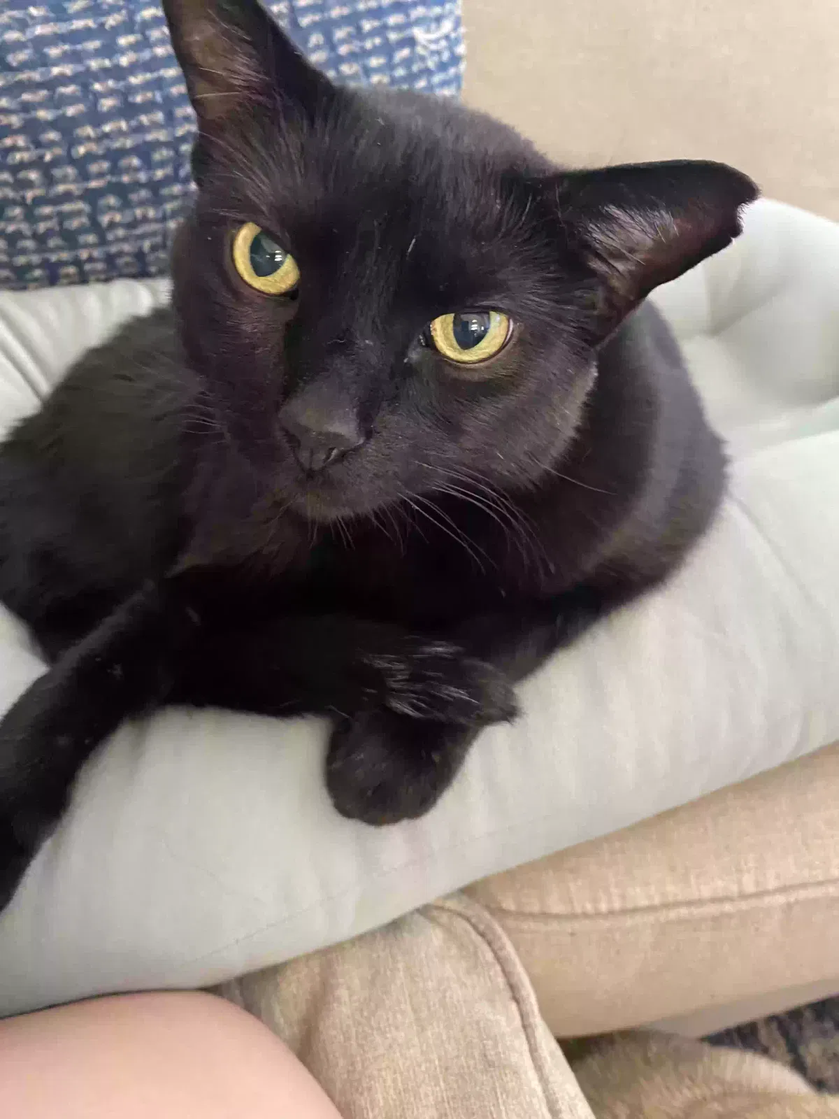 Lost cat in Jamul, CA, 91935