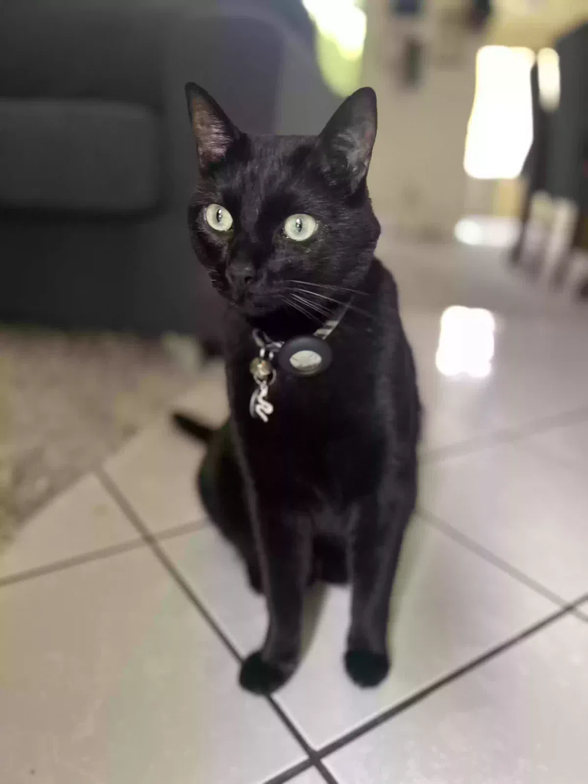 Lost cat in San Diego, CA, 92105