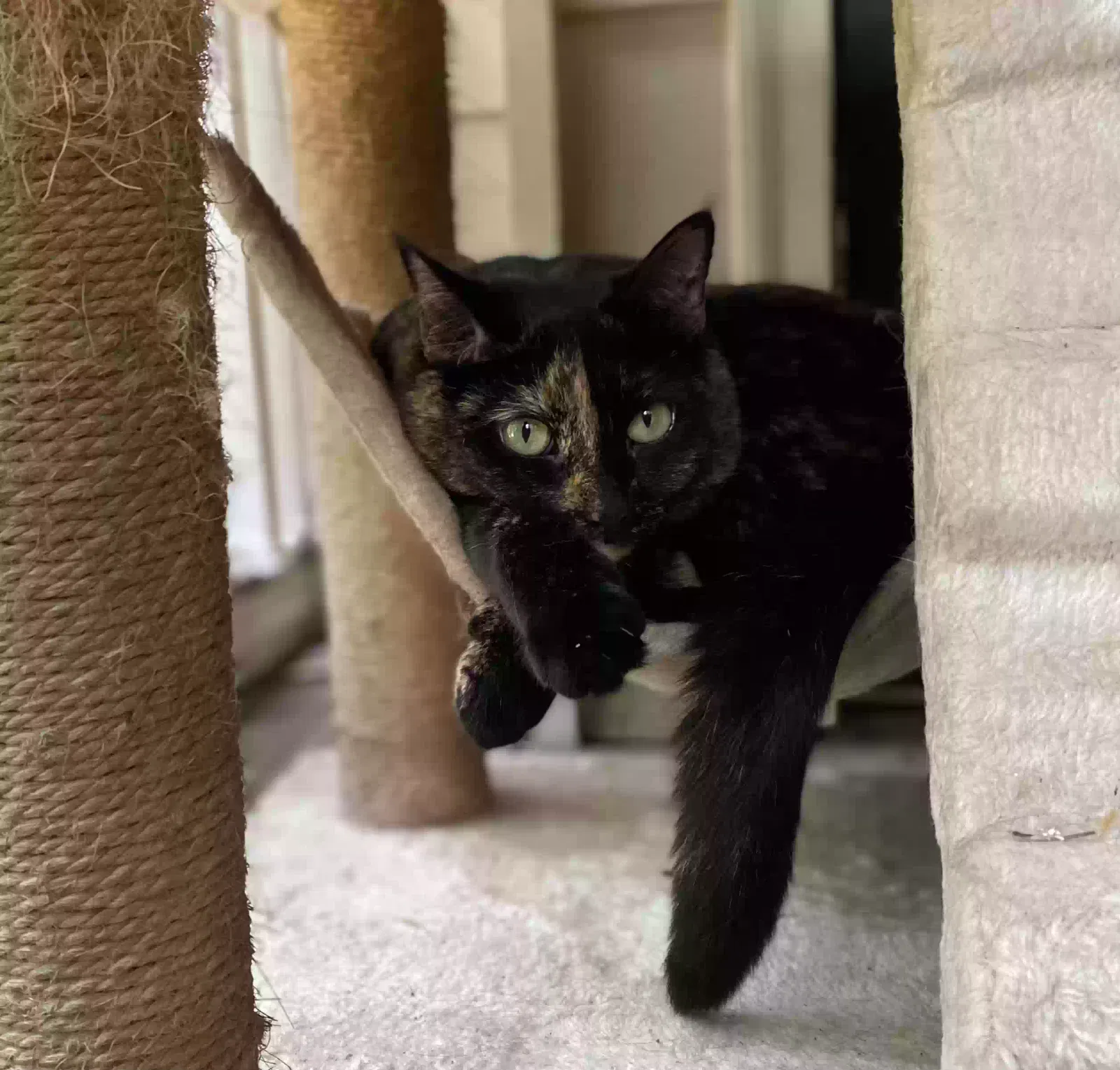 Lost cat in Jacksonville, FL, 32258