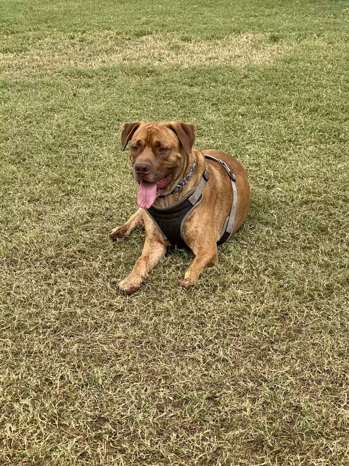 Lost dog in Phoenix, AZ, 85008