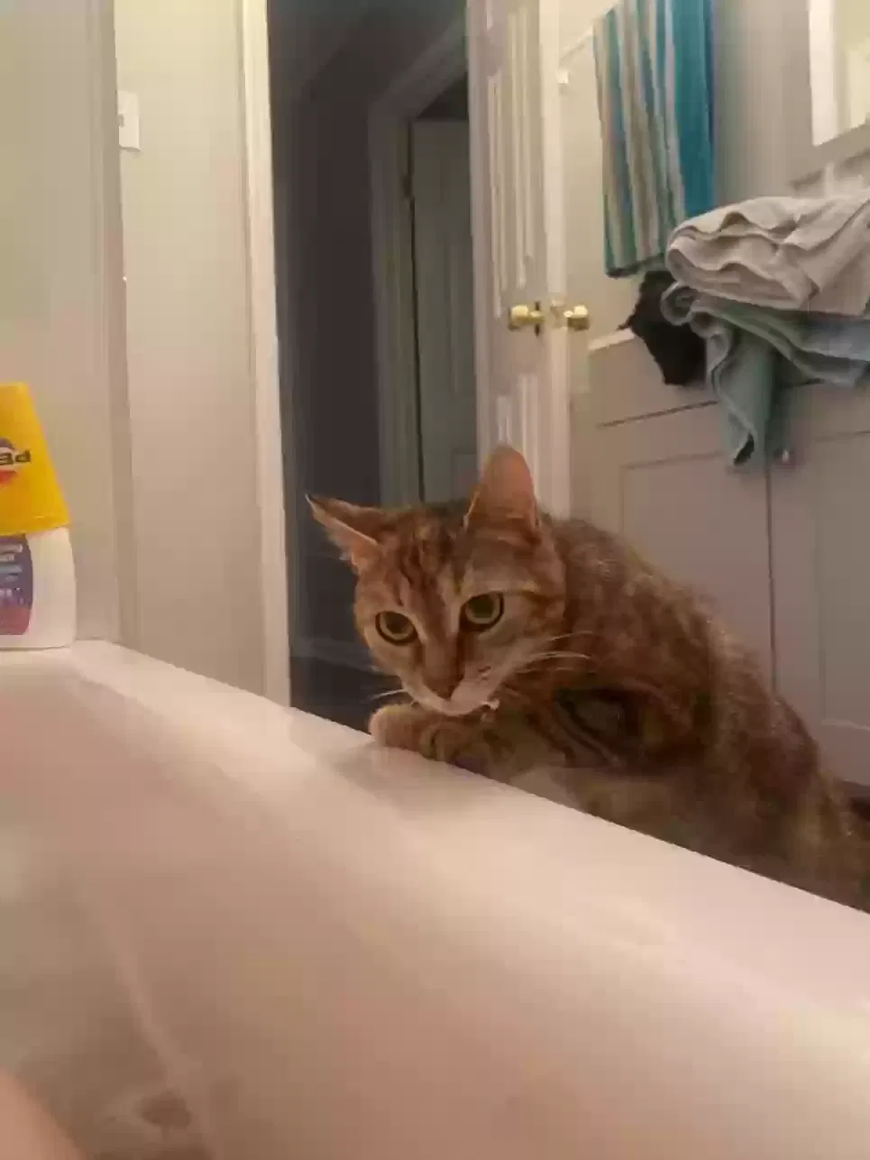 Lost cat in Newport News, VA, 23605