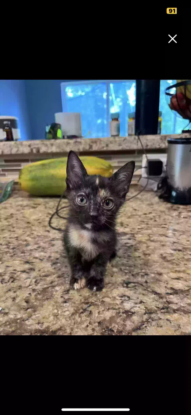 Lost cat in Homestead, FL, 33035