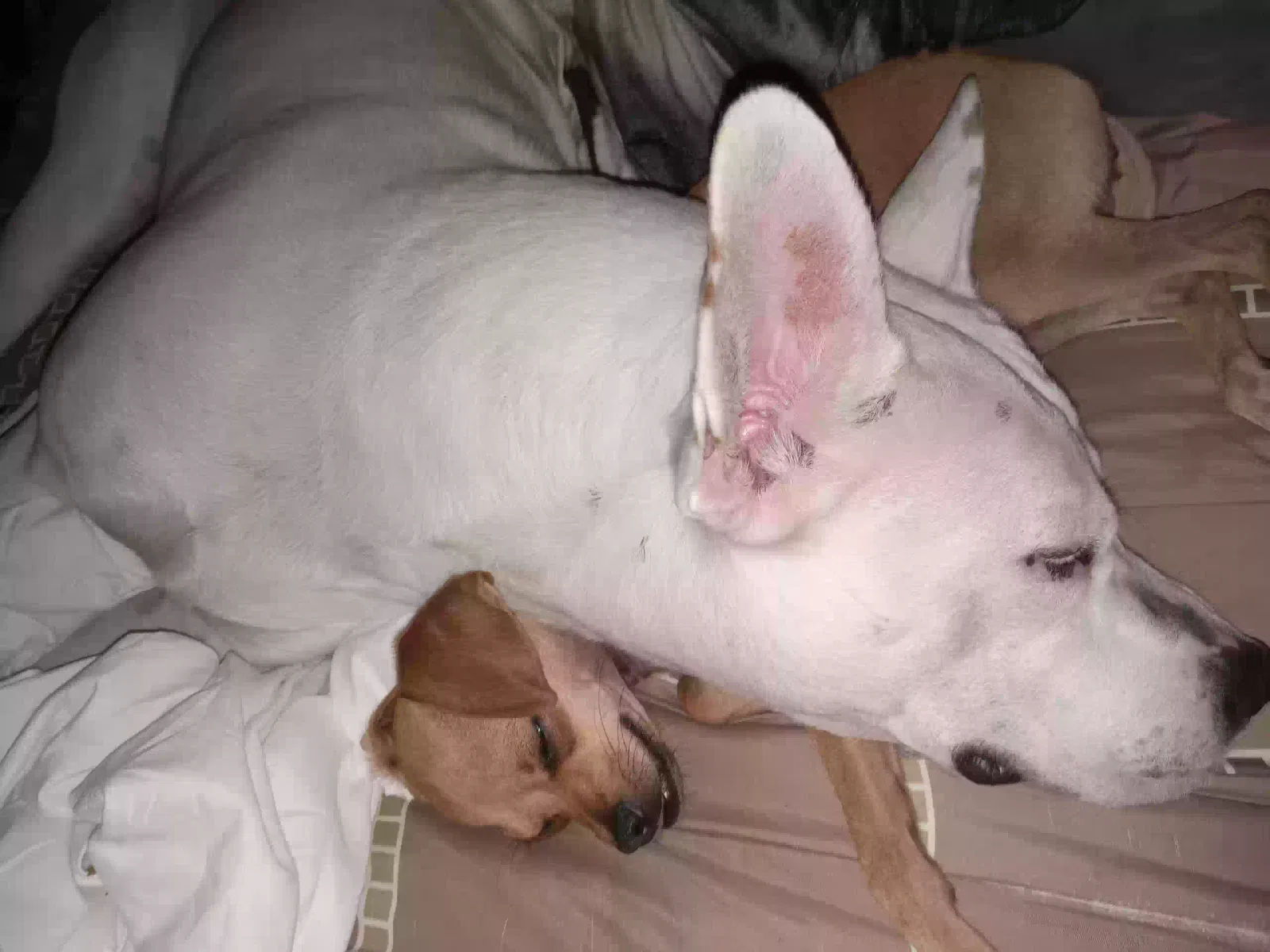 Lost dog in Albuquerque, NM, 87123