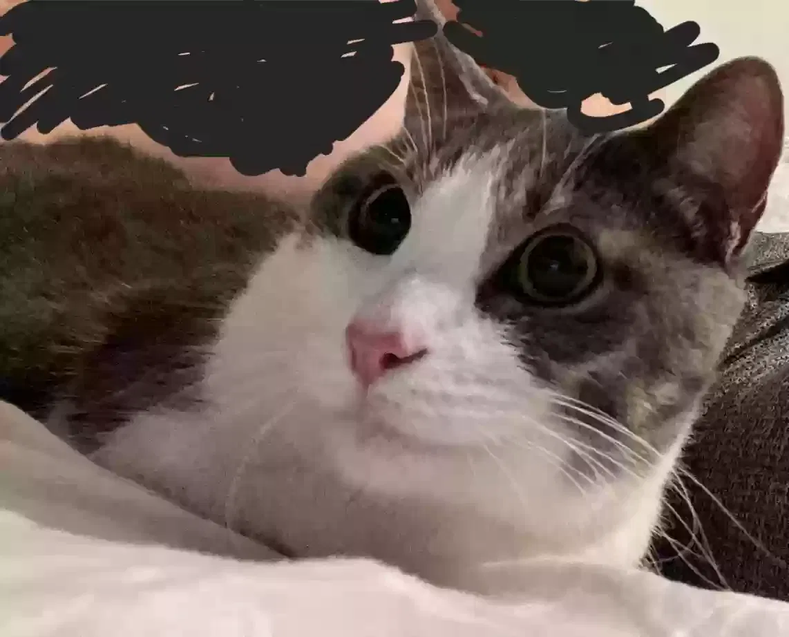 Lost cat in Waxahachie, TX, 75165