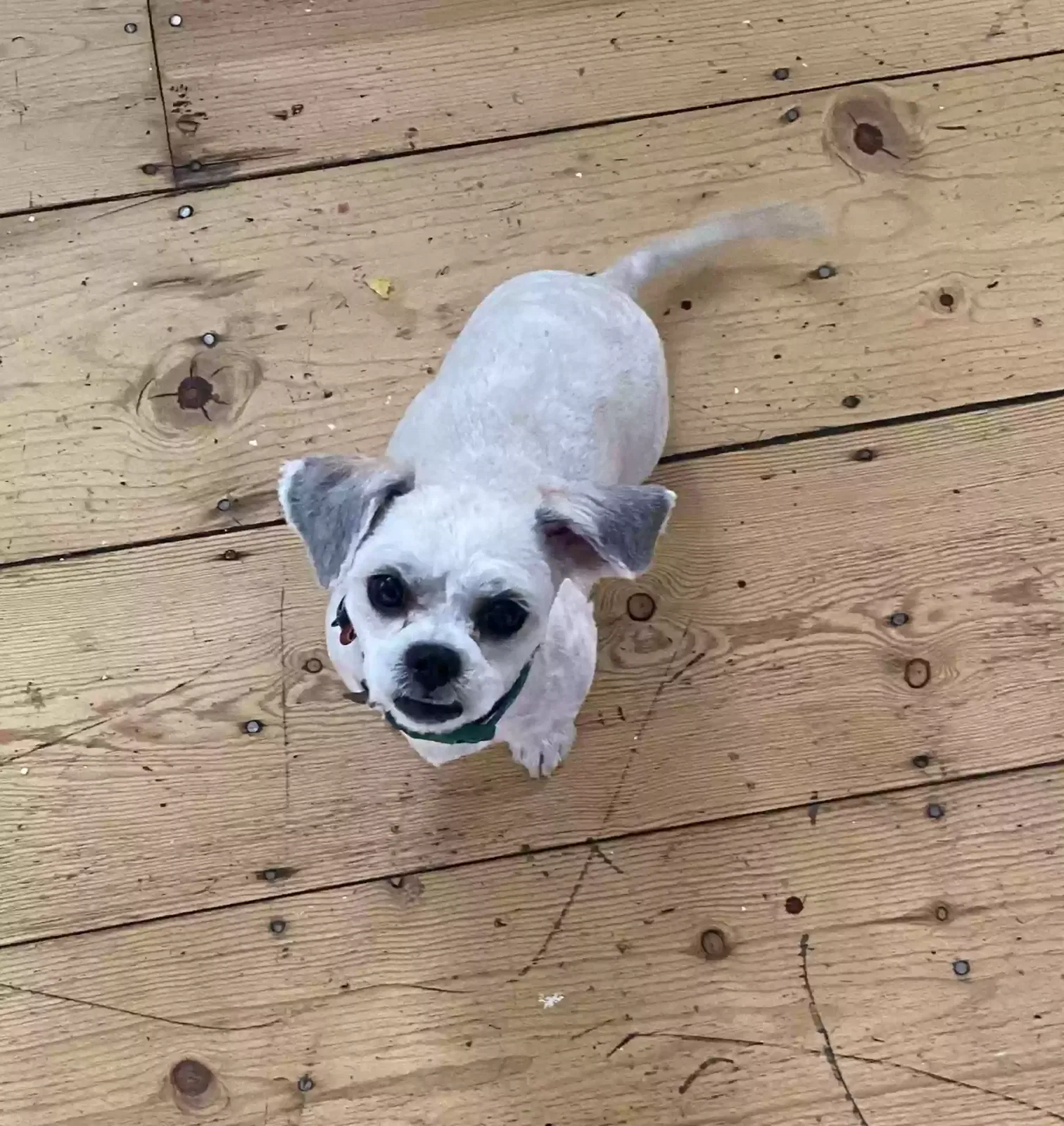 Lost dog in Grandview, MO, 64030