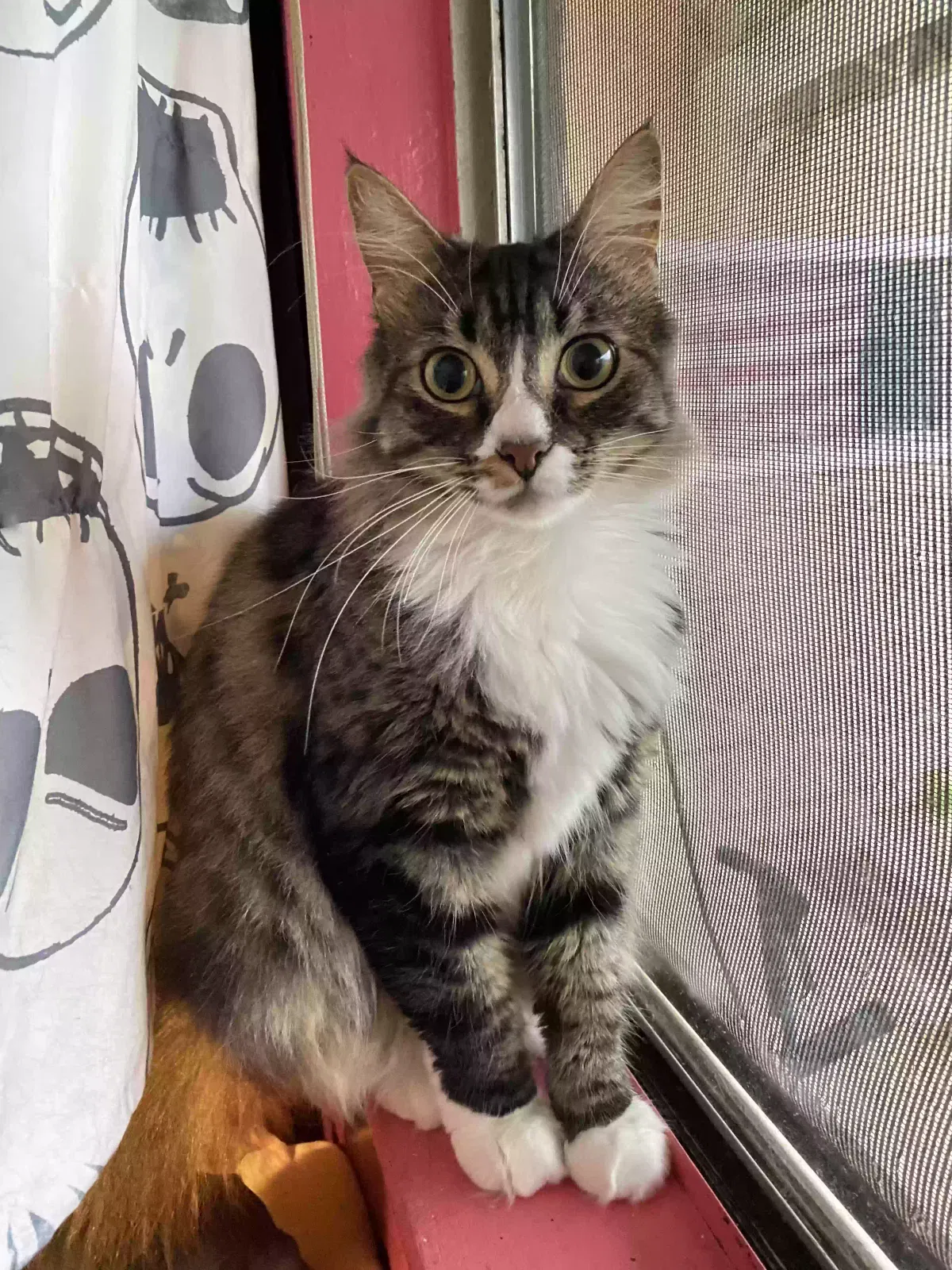 Lost cat in Sacramento, CA, 95842