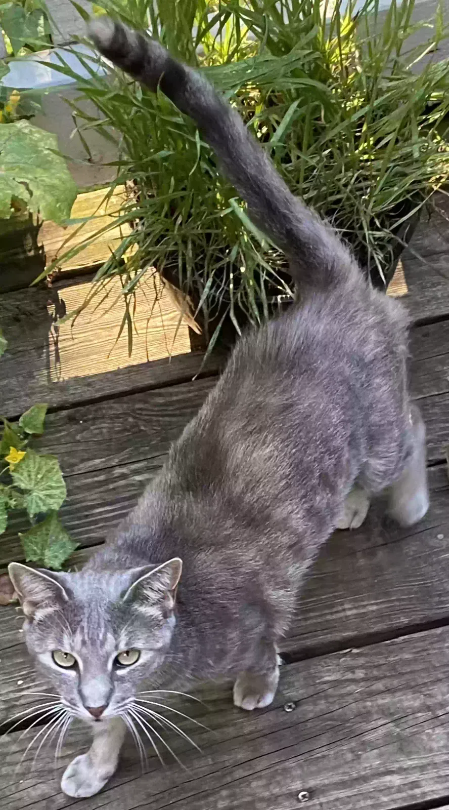 Lost cat in Kennesaw, GA, 30144