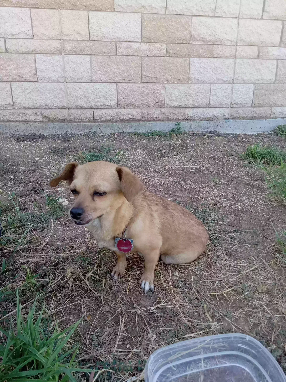 Found dog in Elmendorf, TX, 78112