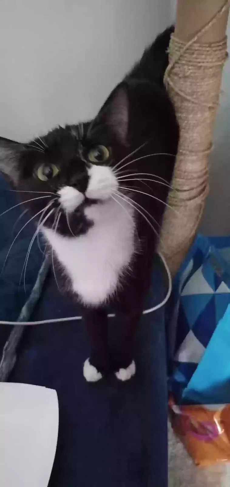 Lost cat in West Point, KY, 40177
