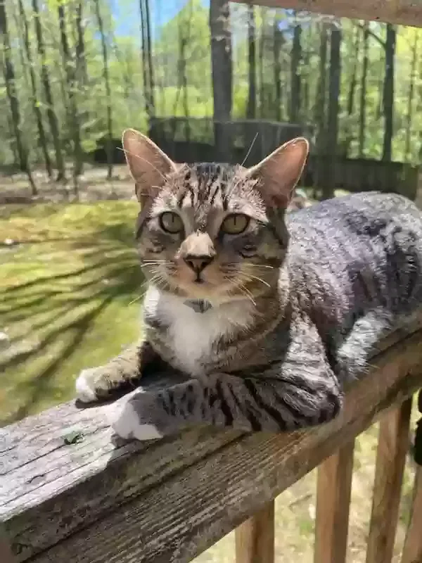 Lost cat in Cumming, GA, 30040