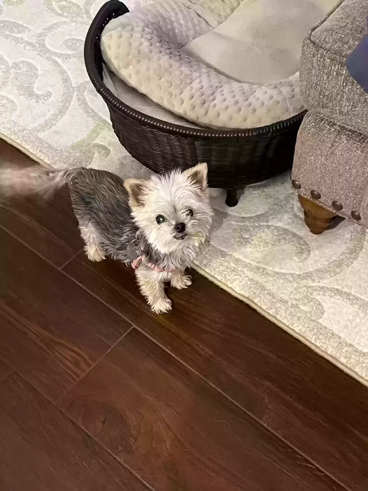 Lost dog in Brighton, MI, 48116