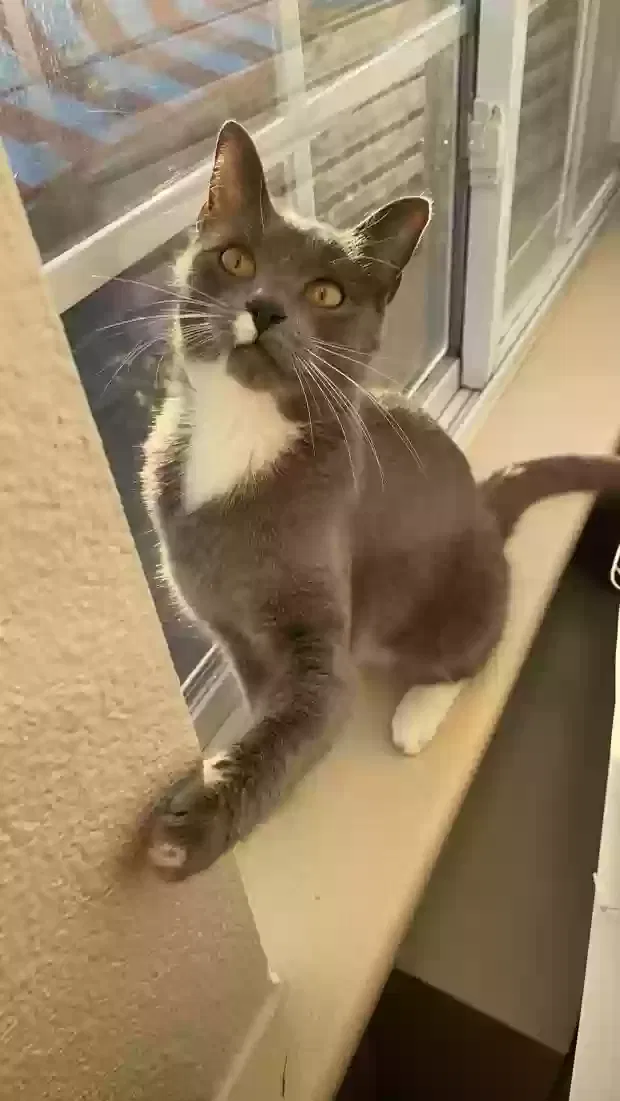Lost cat in Rockwall, TX, 75087