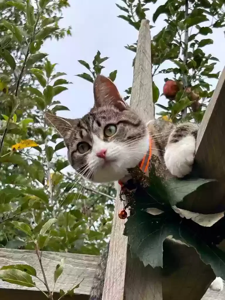 Lost cat in Flemington, WV, 26347