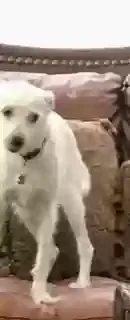 Lost dog in Winchester, KY, 40391