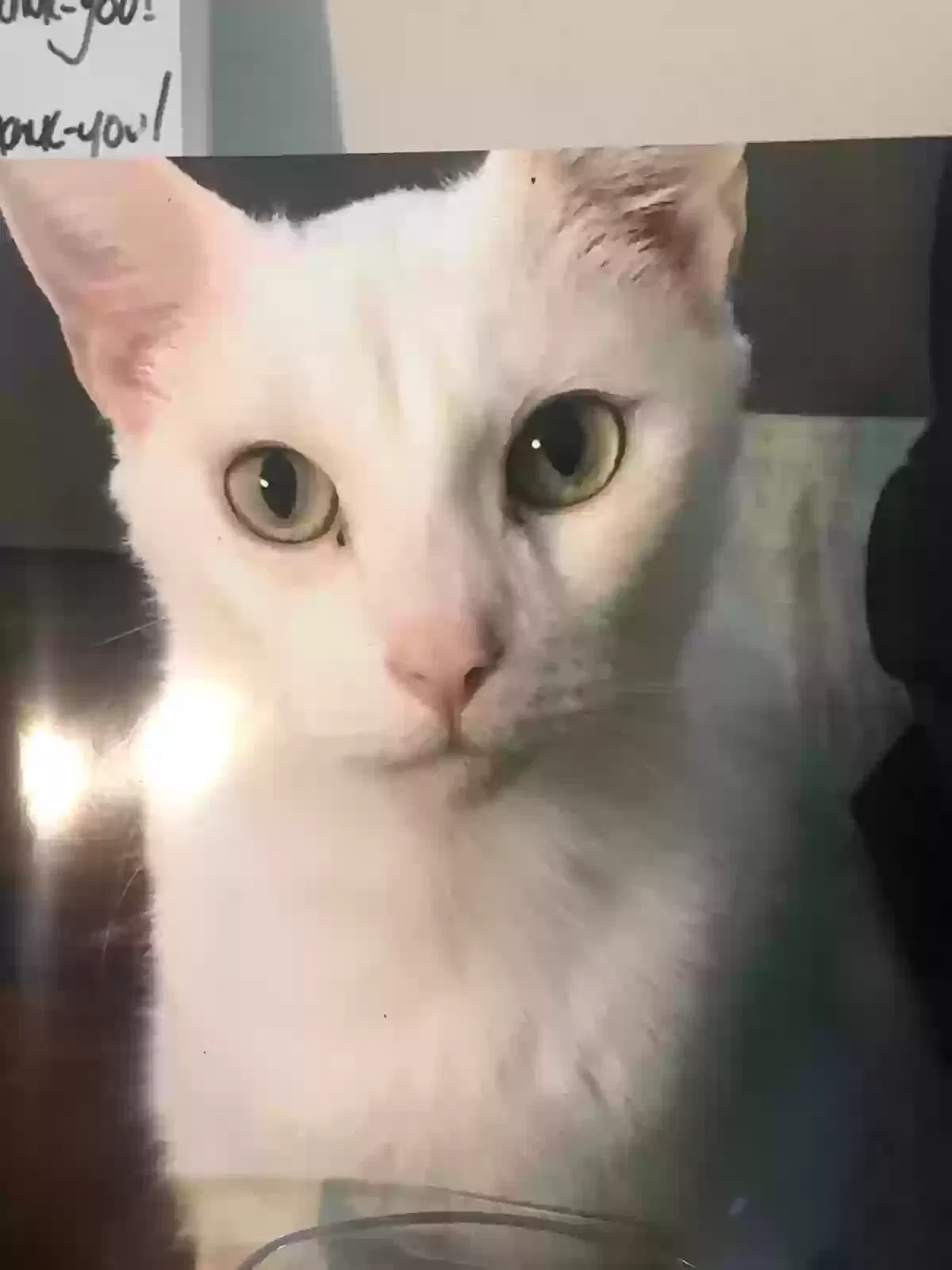 Lost cat in Wellington, FL, 33414