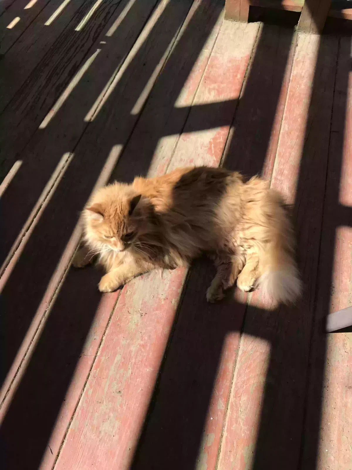 Lost cat in Youngstown, OH, 44512
