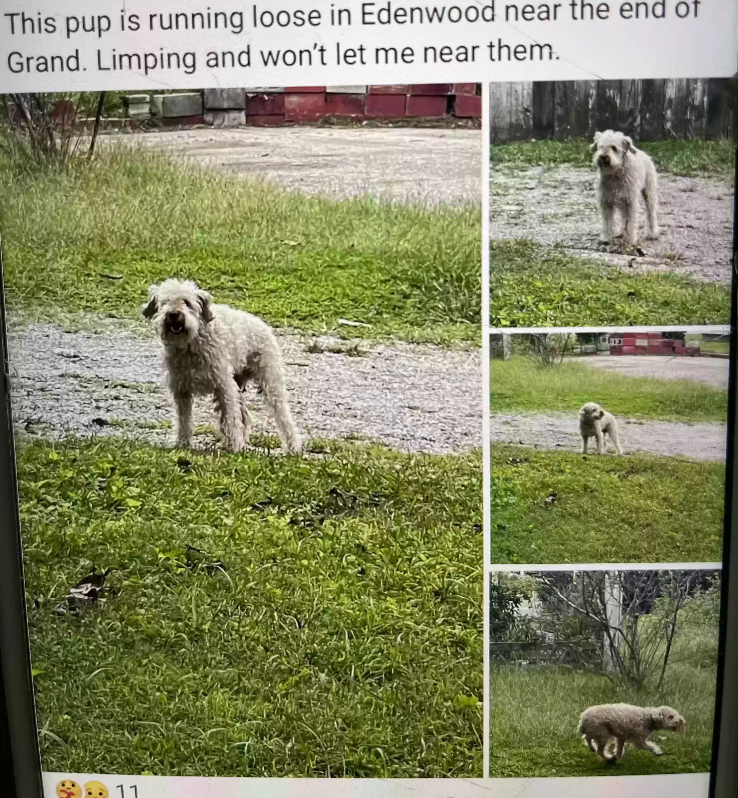 Found dog in Unknown, AL, 0