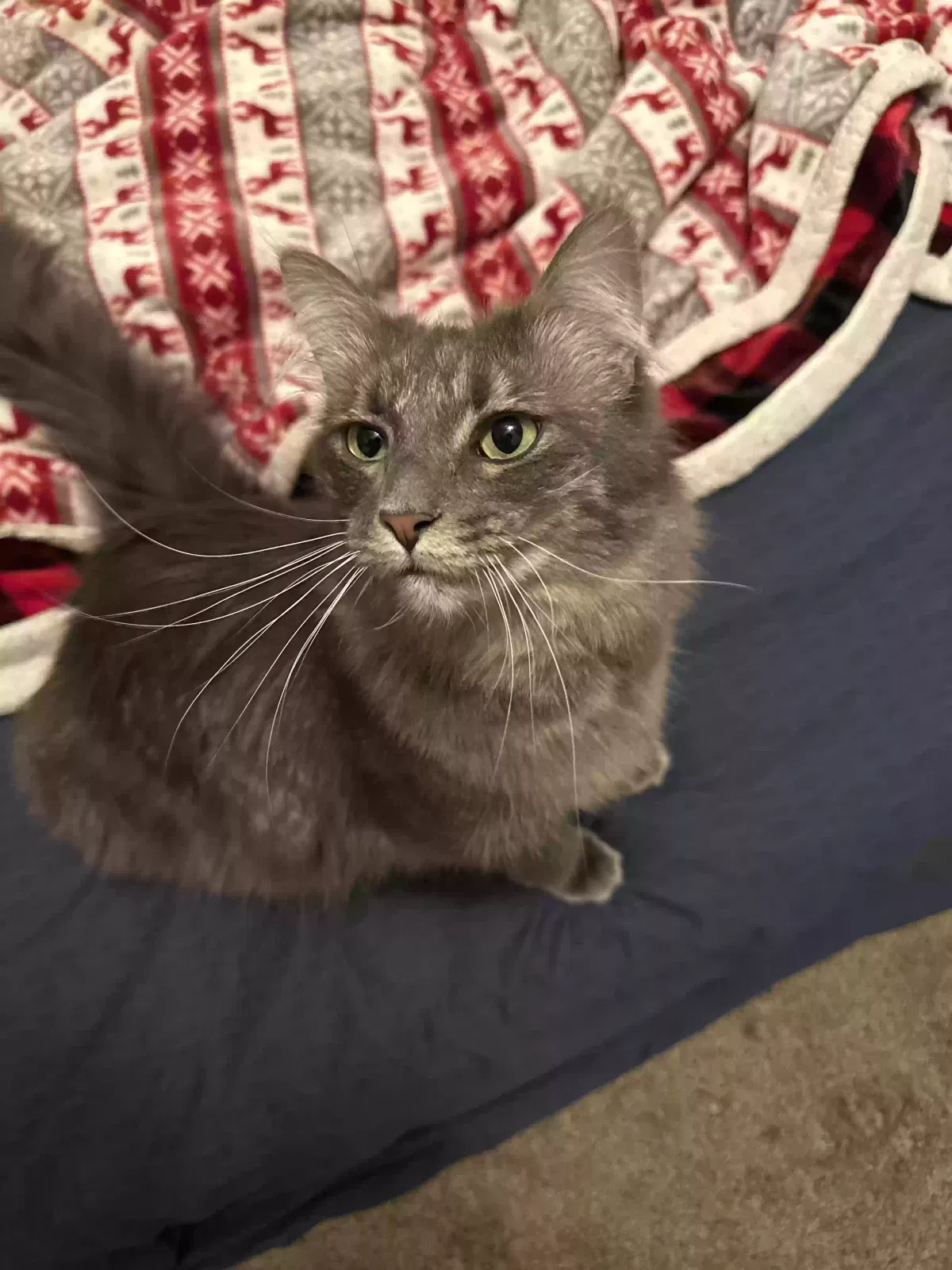 Lost cat in Fort Collins, CO, 80528