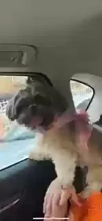 Lost dog in Hialeah, FL, 33012
