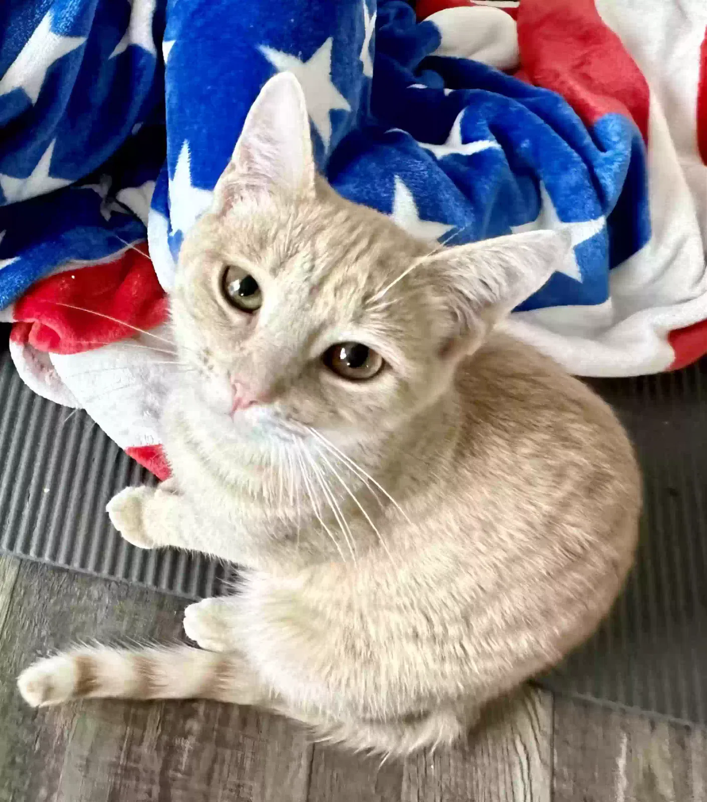 Lost cat in Oxford, MI, 48371