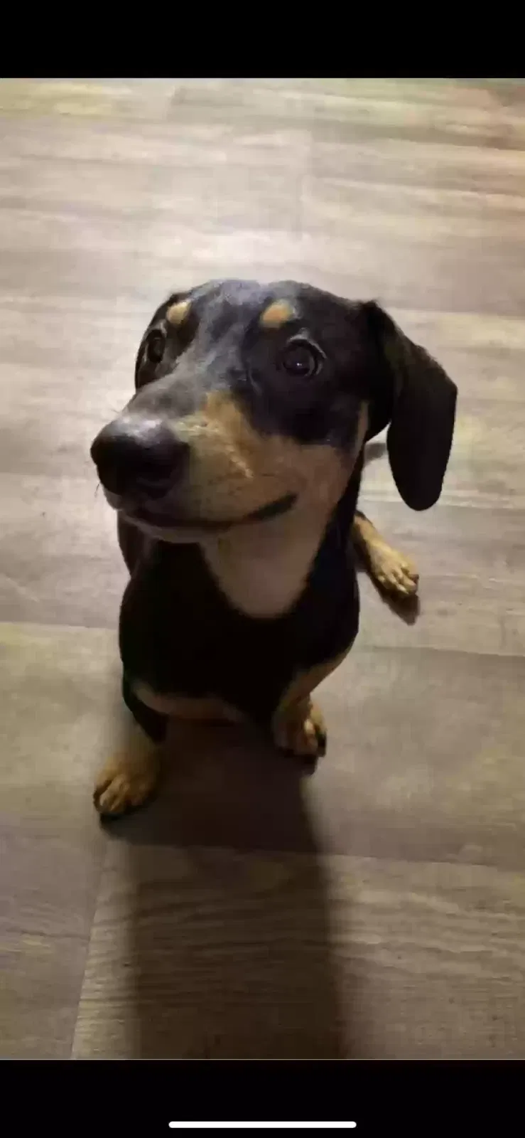 Lost dog in Pinson, AL, 35126
