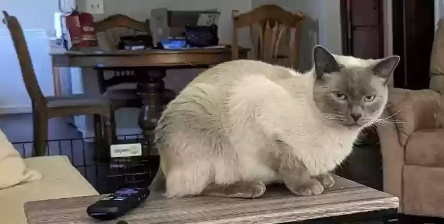 Lost cat in Black Diamond, WA, 98010