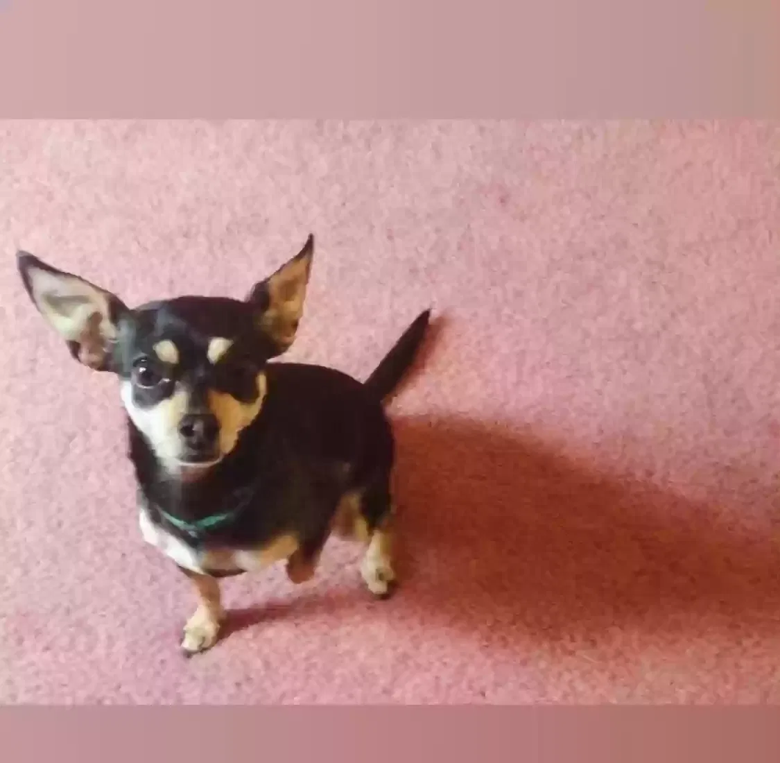 Lost dog in Euless, TX, 76040