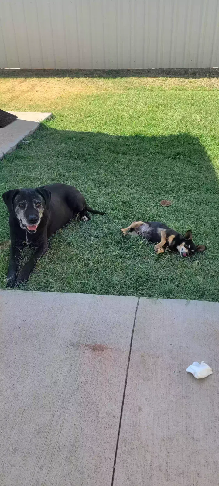 Lost dog in Odessa, TX, 79764