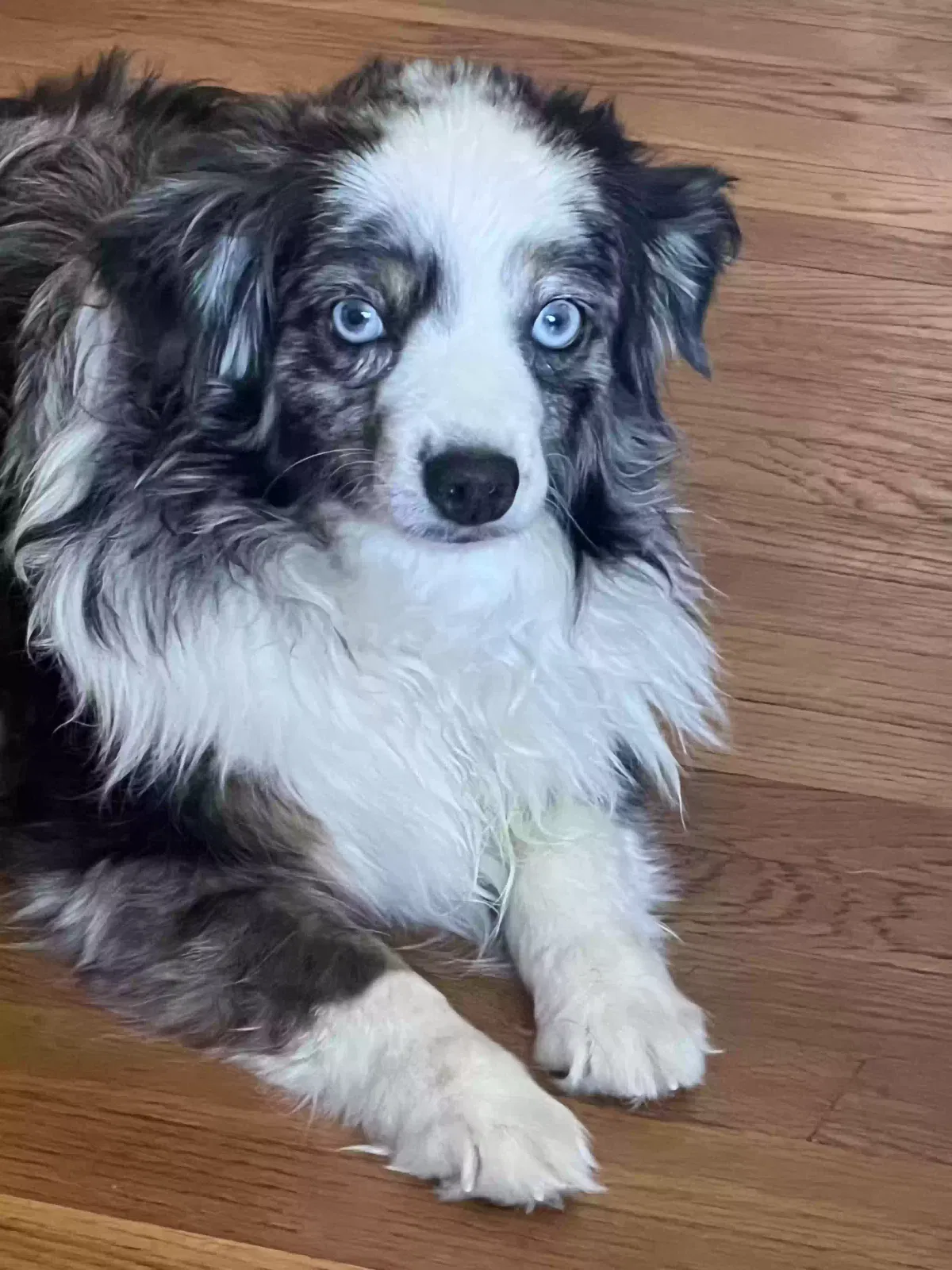Lost dog in La Mesa, CA, 91942