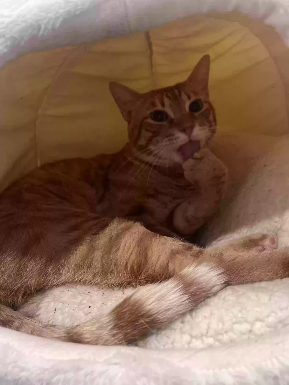 Lost cat in Temple, TX, 76502