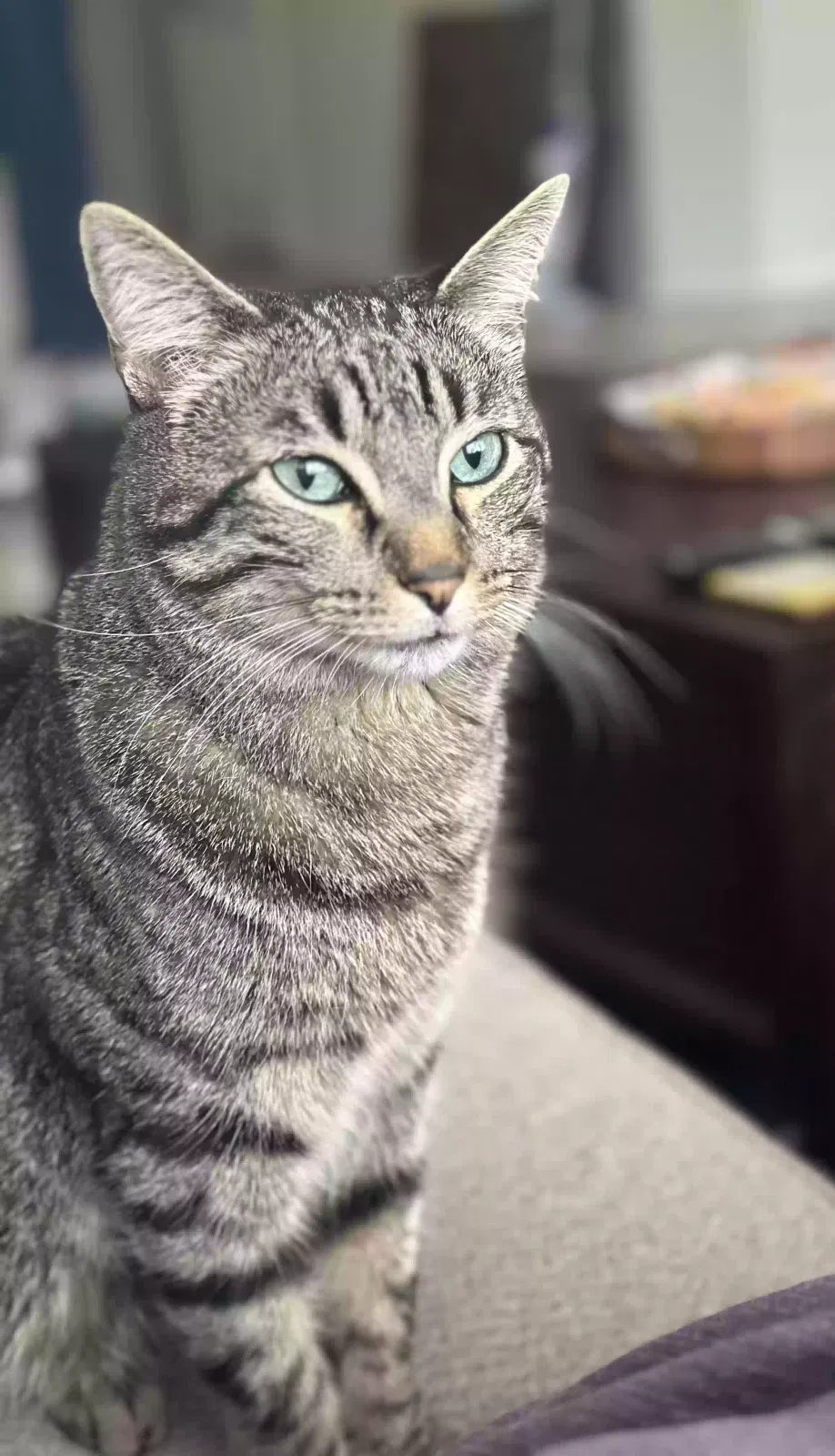 Lost cat in Pflugerville, TX, 78660