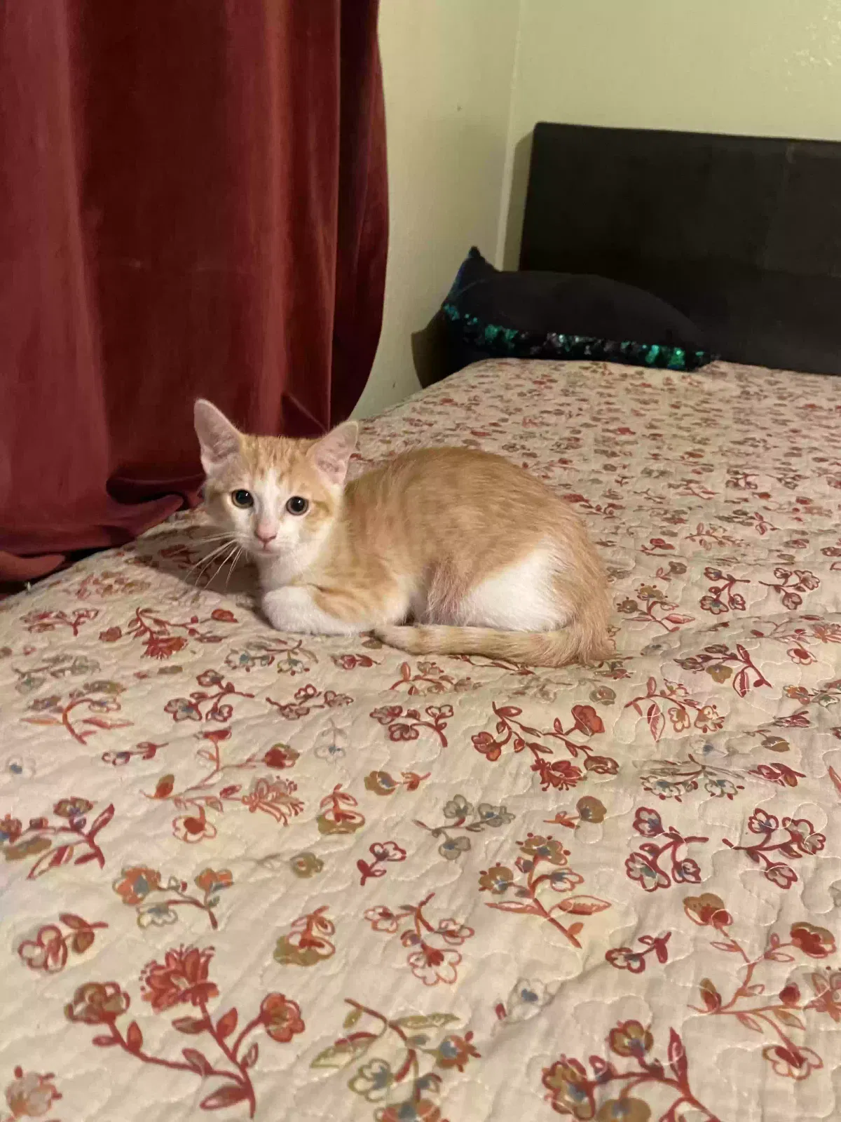 Lost cat in Pacoima, CA, 91331