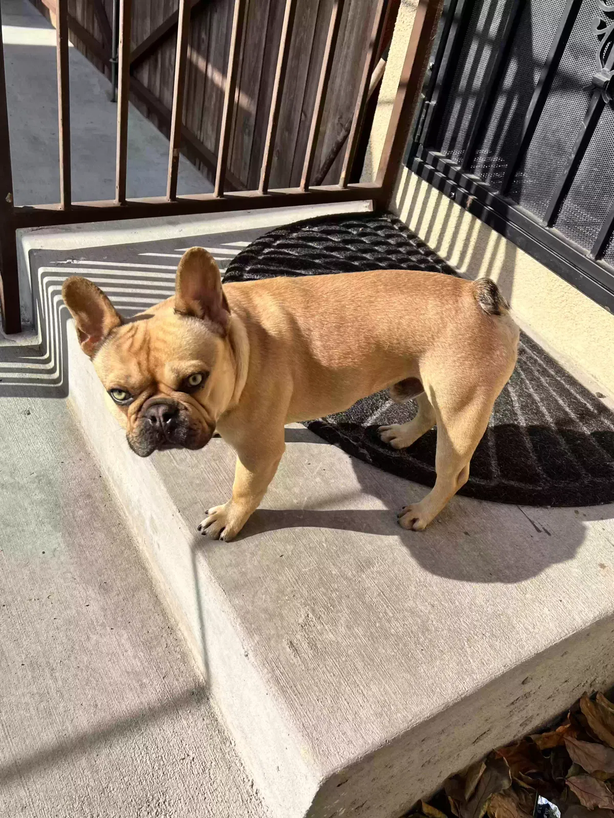 Lost dog in Hawthorne, CA, 90250