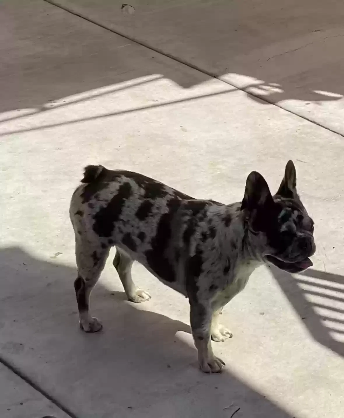 Lost dog in Hawthorne, CA, 90250