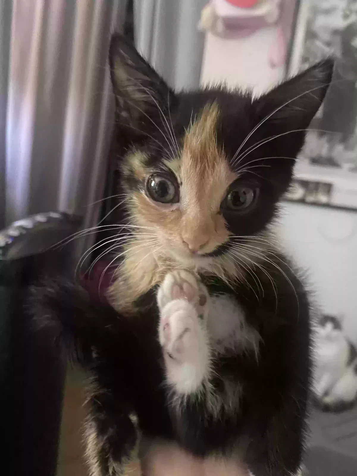 Lost cat in Portland, OR, 97236