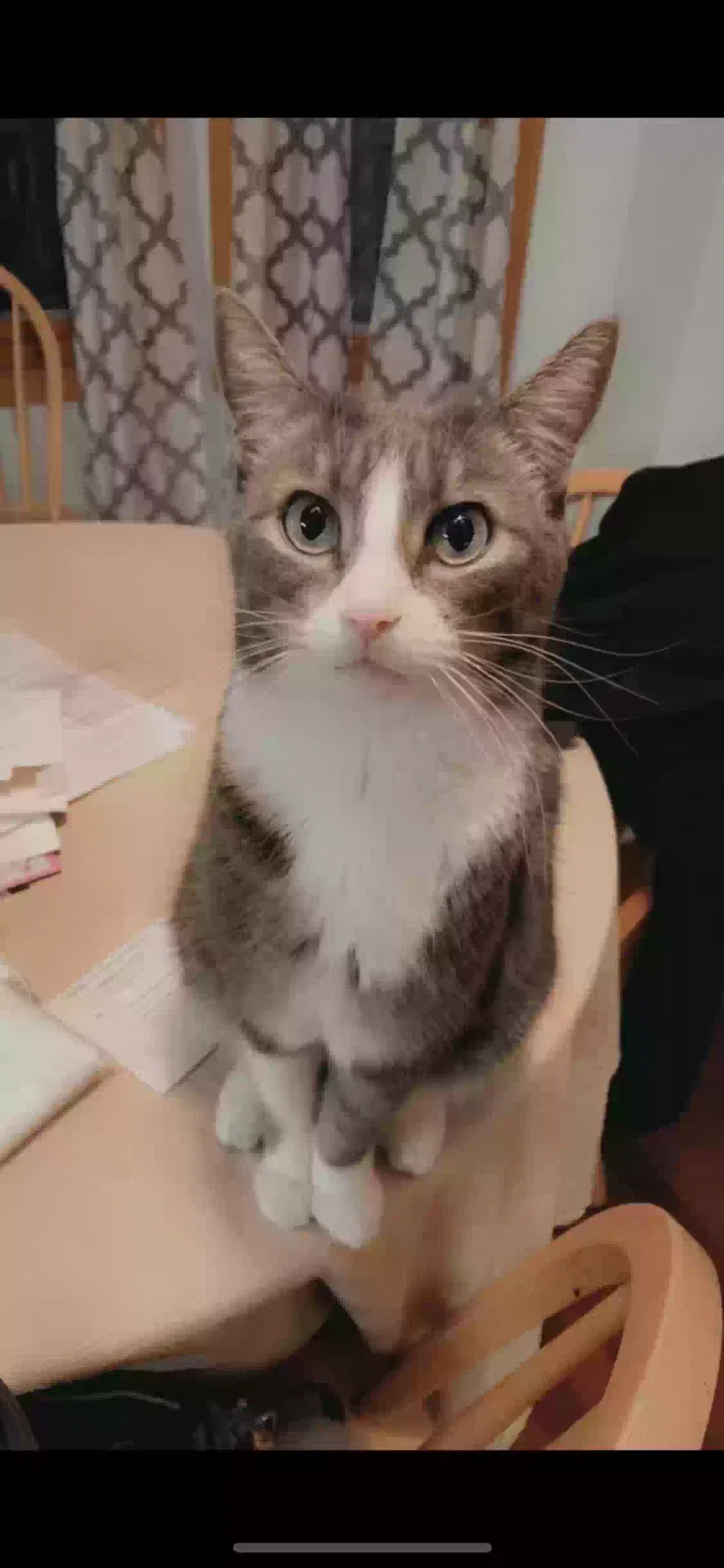 Lost cat in Black Hawk, SD, 57718
