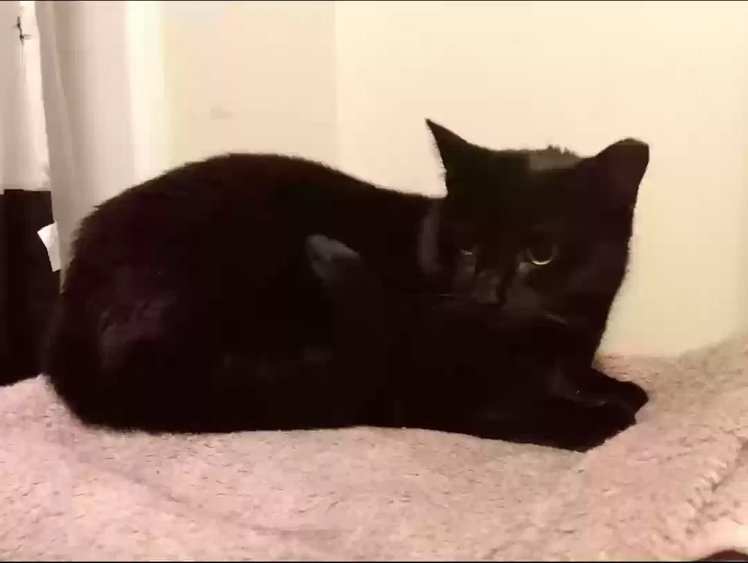 Lost cat in Franklin, NH, 3235