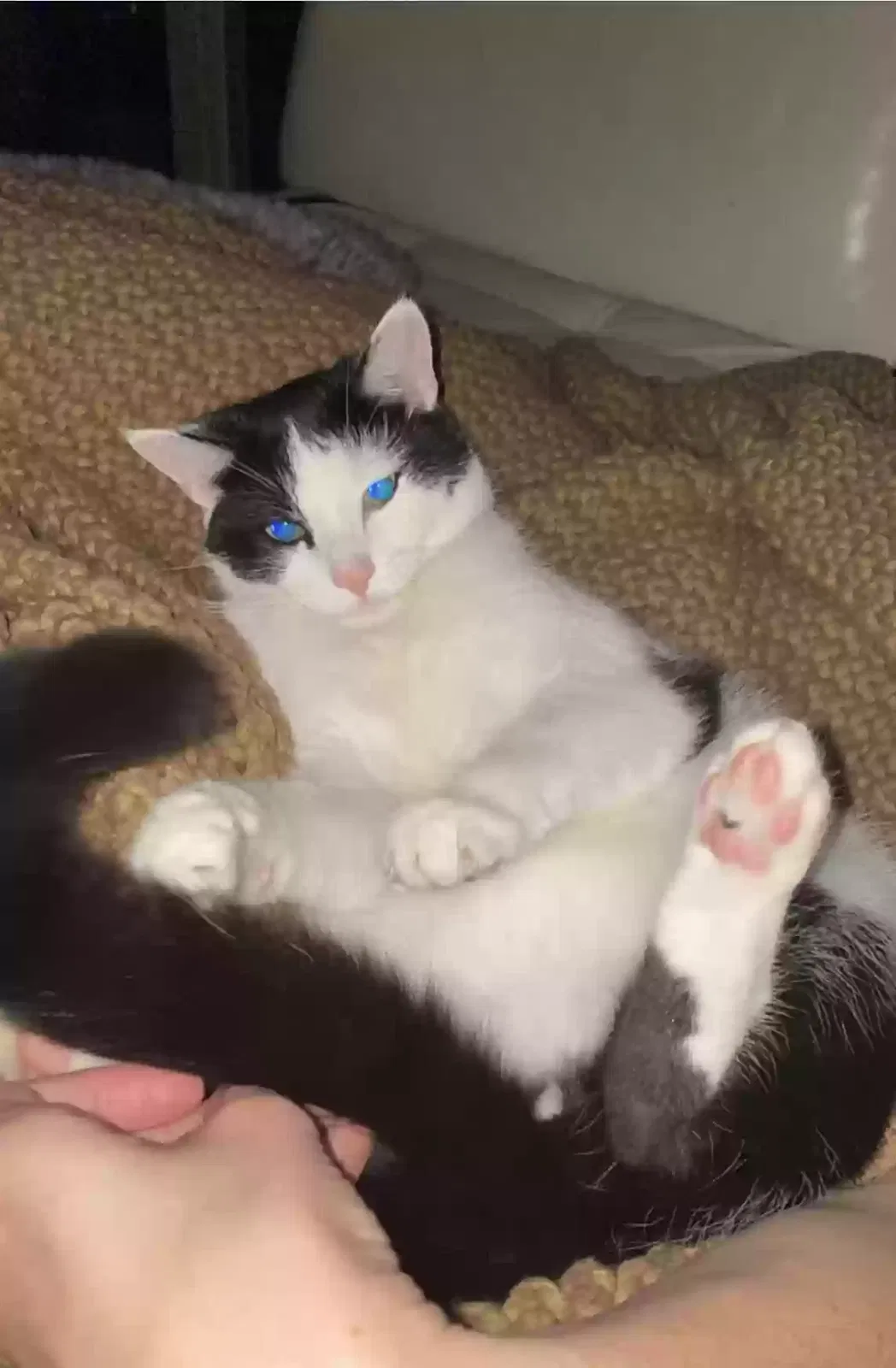 Lost cat in Pittsburgh, PA, 15222