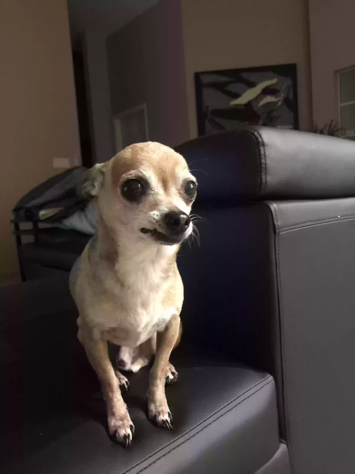 Lost dog in North Las Vegas, NV, 89032